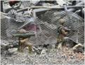 Texian infantry in rubble